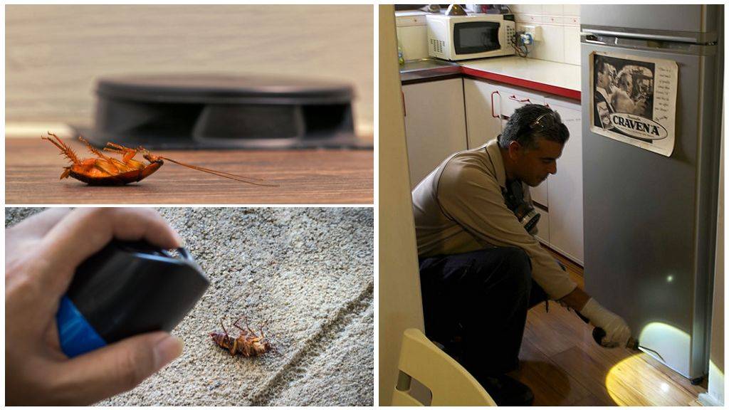 Чего боятся тараканы в квартире: запахи, wifi, жара и холод