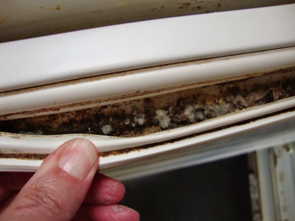 Как избавиться от тараканов в холодильнике: уборка, химические средства и меры профилактики