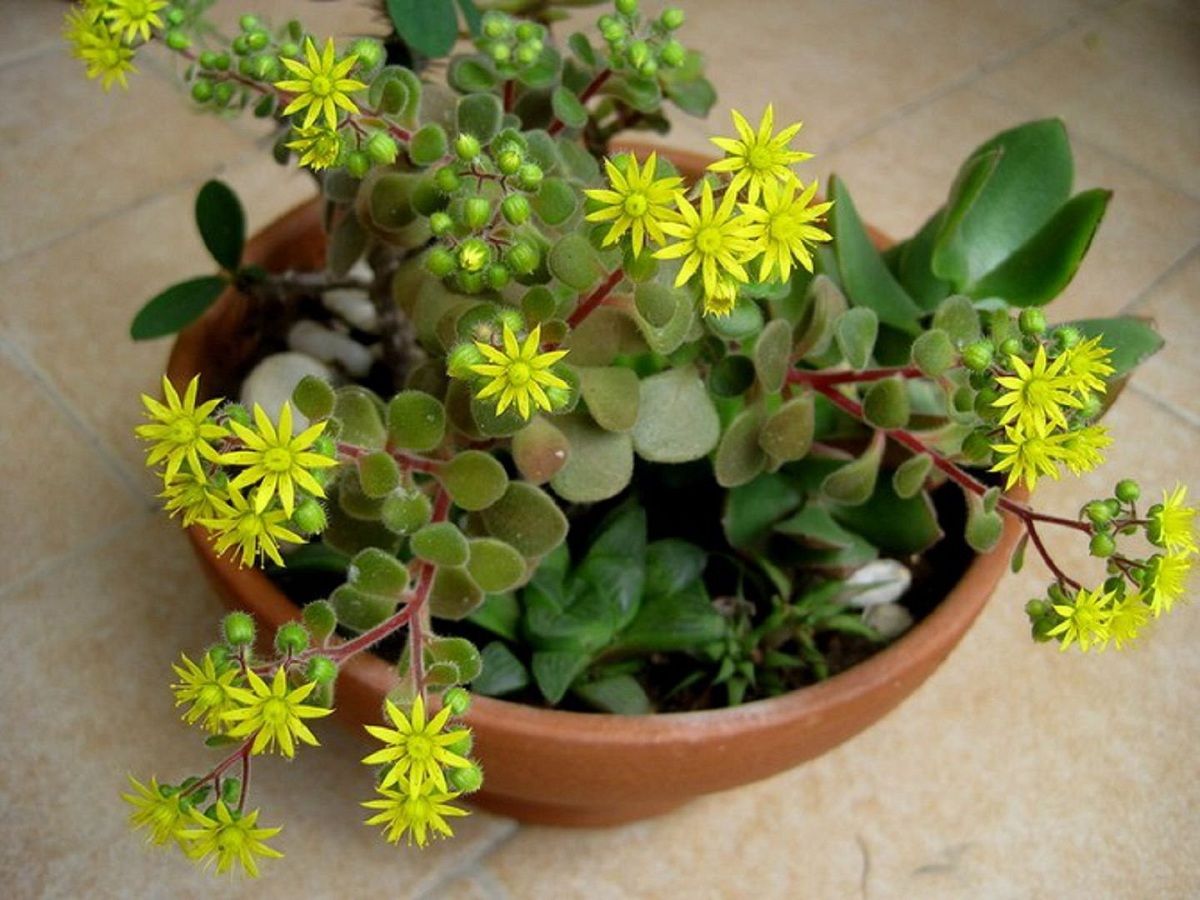 Цветы для дома, комнатные растения, приносящие счастье, благополучие и удачу