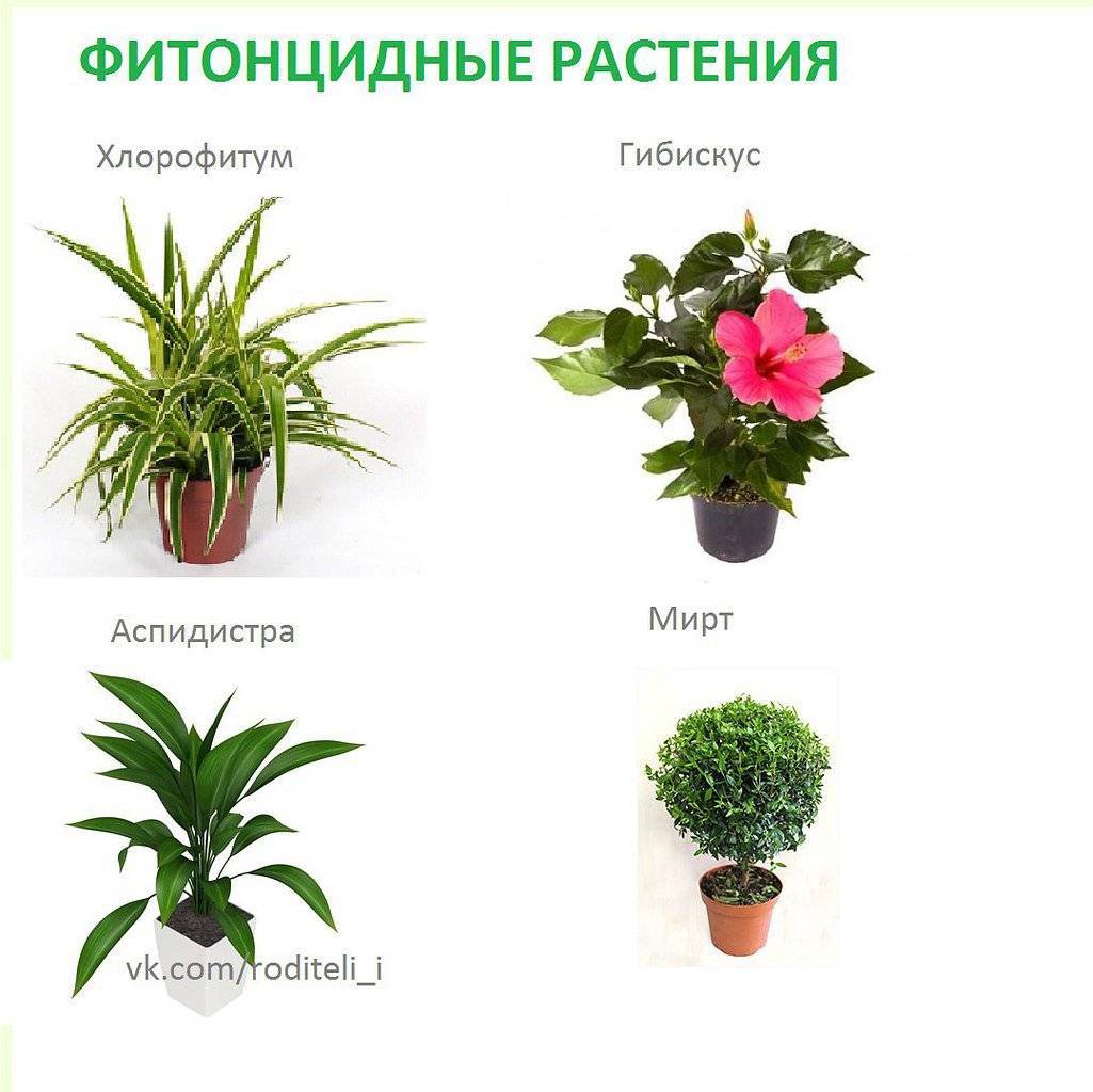 Растения для спальни. какие комнатные цветы выбрать? фото — ботаничка