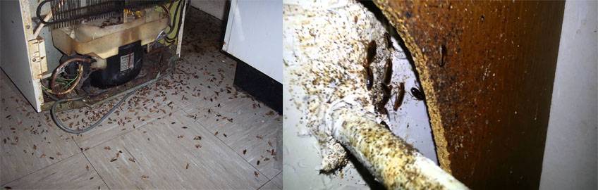 Что делать, если в холодильнике появились мухи, муравьи, тараканы или опарыши