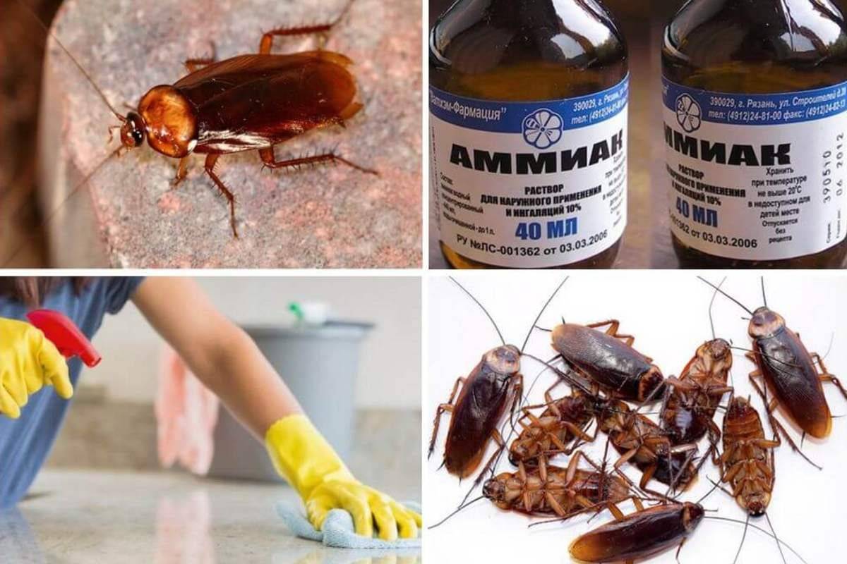 Как и чем вывести тараканов быстро в домашних условиях