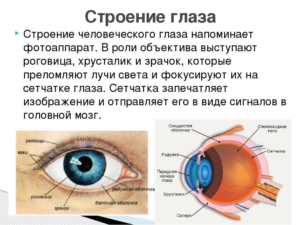 Глаз орган зрения 3 класс презентация