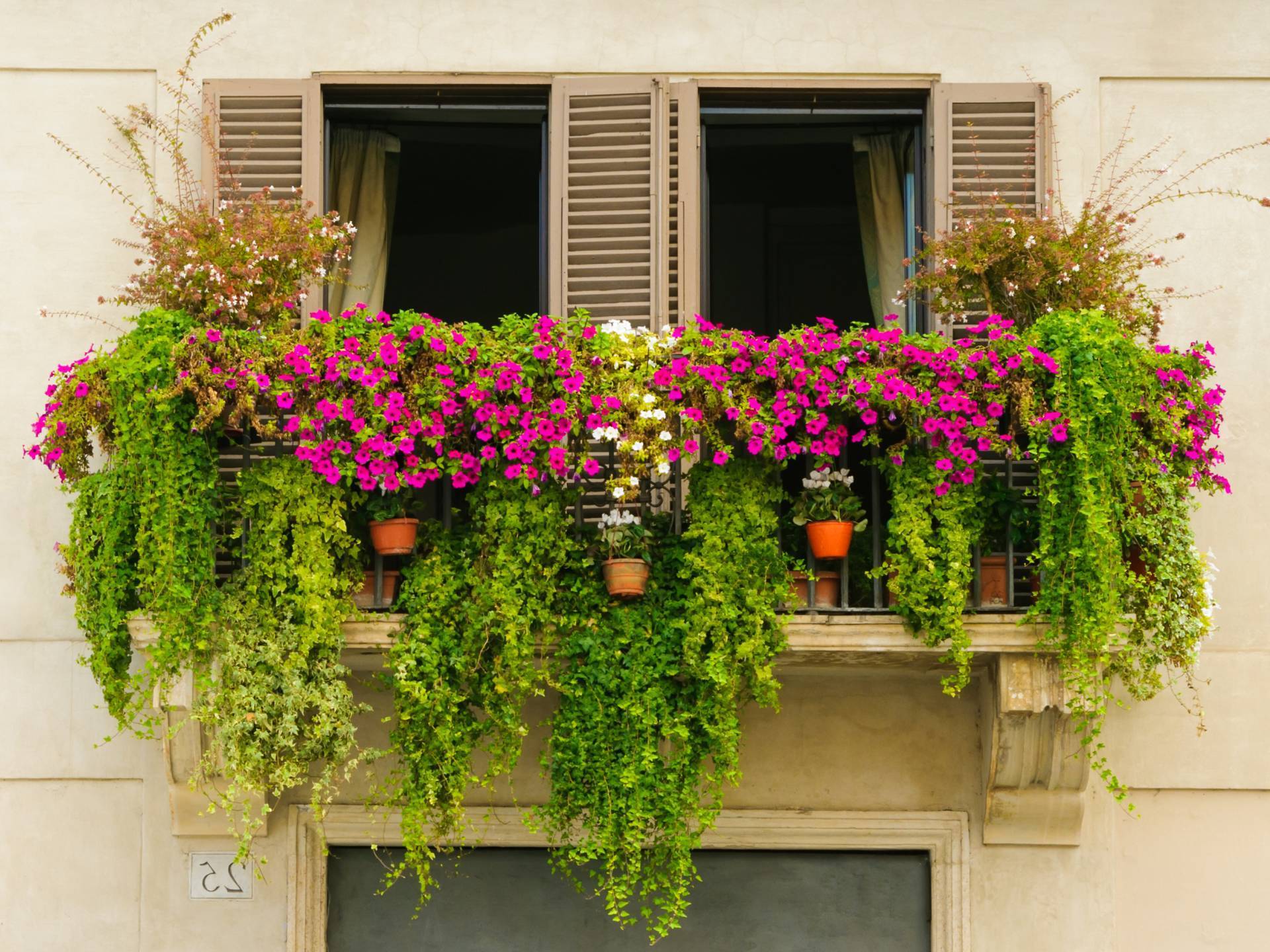 Какие цветы посадить на балконе в ящиках: красивый дизайн, фото и названия - мега дом
