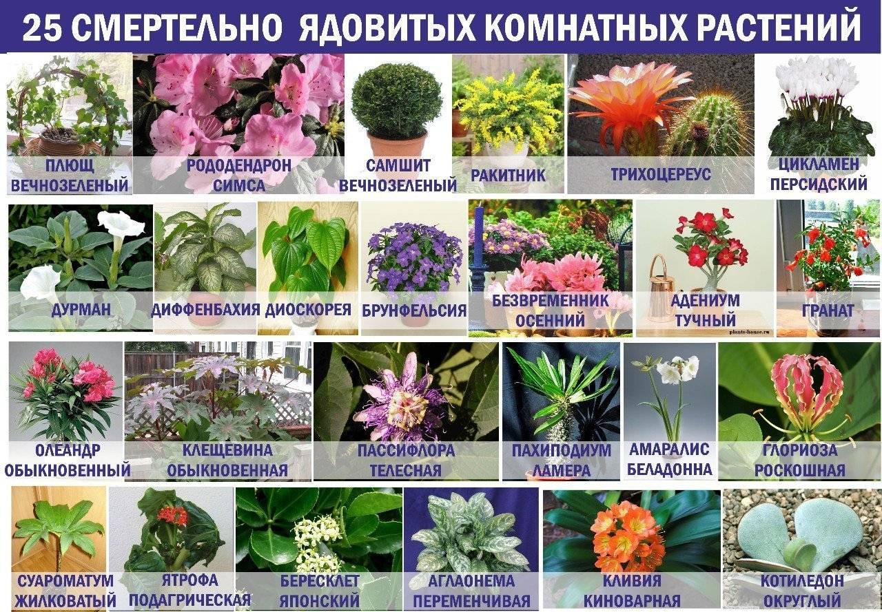 Дикие растения, которые вы можете съесть: список съедобных диких растений