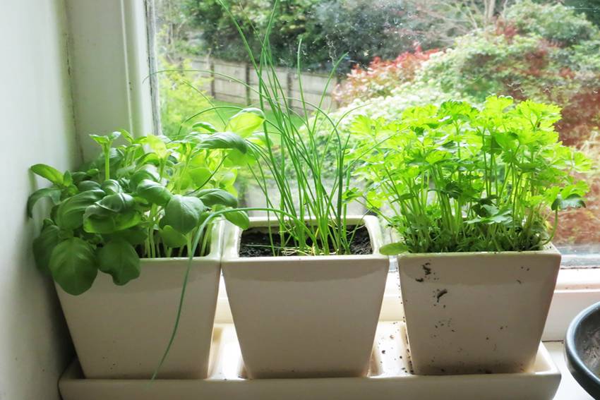 ????зимние теплицы в квартире: советы выбора семян и выращивания овощей и зелени