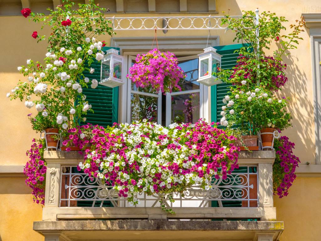 Цветы на балконе: фото примеров
