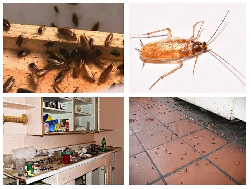 Как избавиться от тараканов навсегда в квартире в домашних условиях
