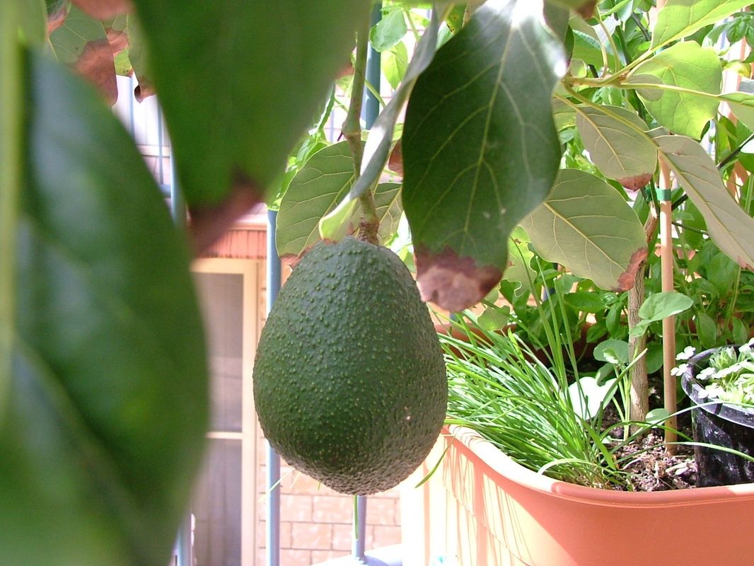 Фото авокадо выращенных в домашних условиях. Плодоносящее дерево авокадо. Авокадо дерево плодоносит. Авокадо плодоношение. Манго плодоносит.
