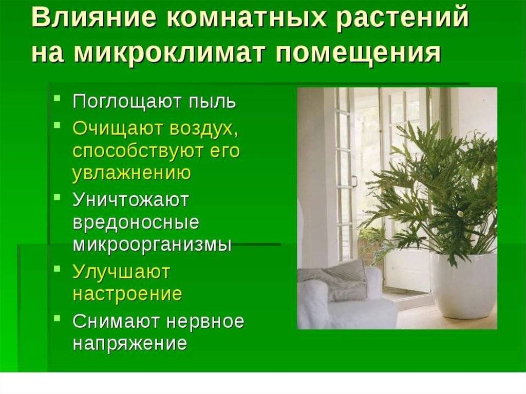 Озонатор воздуха: влияние прибора на человеческий организм | dlja-pohudenija.ru