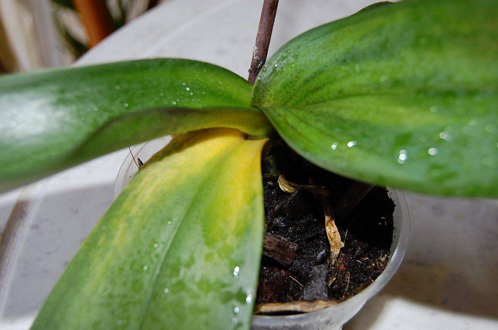 Болезни орхидей фаленопсис, вредители и методы лечения