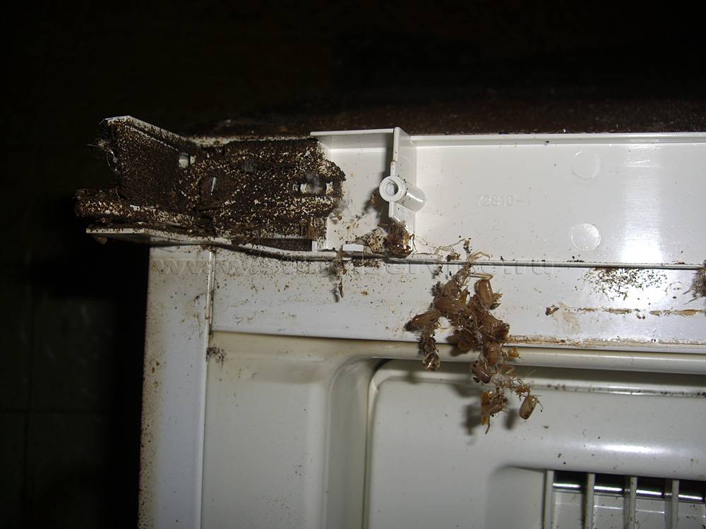 Тараканы в холодильнике и других бытовых приборах - частое явление