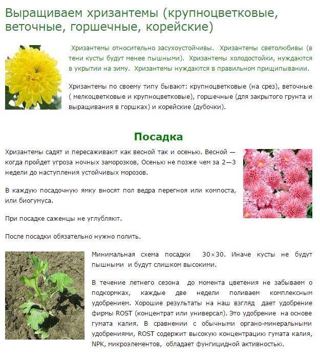 Хризантема: как и когда сеять на рассаду, ухаживать, высаживать в открытый грунт