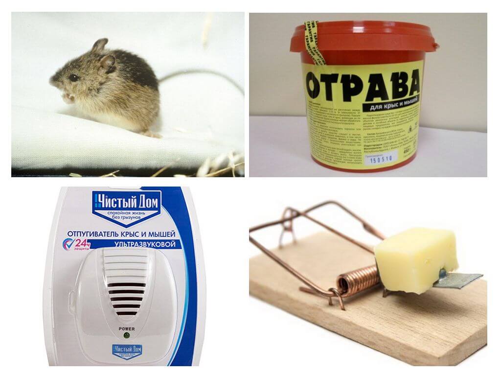 Можно ли и как избавиться от мышей в квартире навсегда?