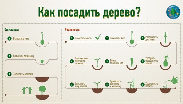 Сидераты: когда сеять и закапывать, какие сидераты лучше