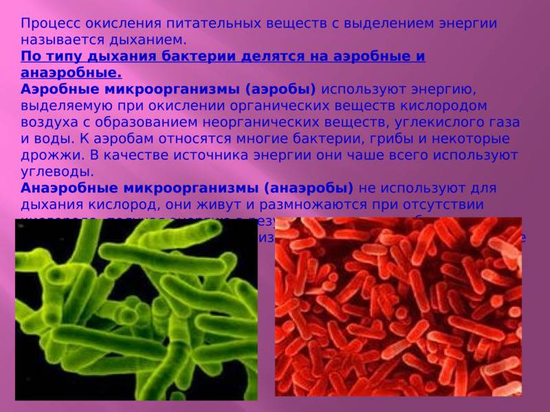 Бактерии для септика: анаэробные и живые микробы не боящиеся химии