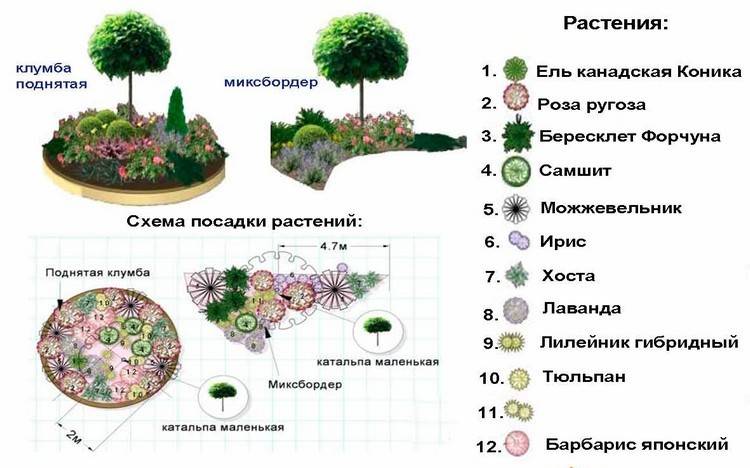Растения для ландшафтного дизайна