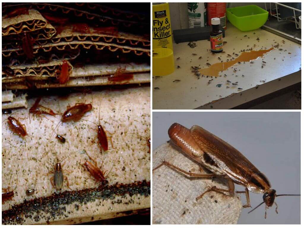 Как избавиться от домашних тараканов в квартире