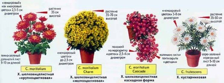 Хризантема кустовая (садовая): посадка и уход, особенности выращивания и размножения