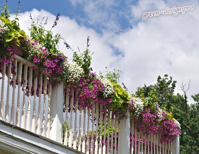 Какие цветы посадить на балконе фотографии красивых решений