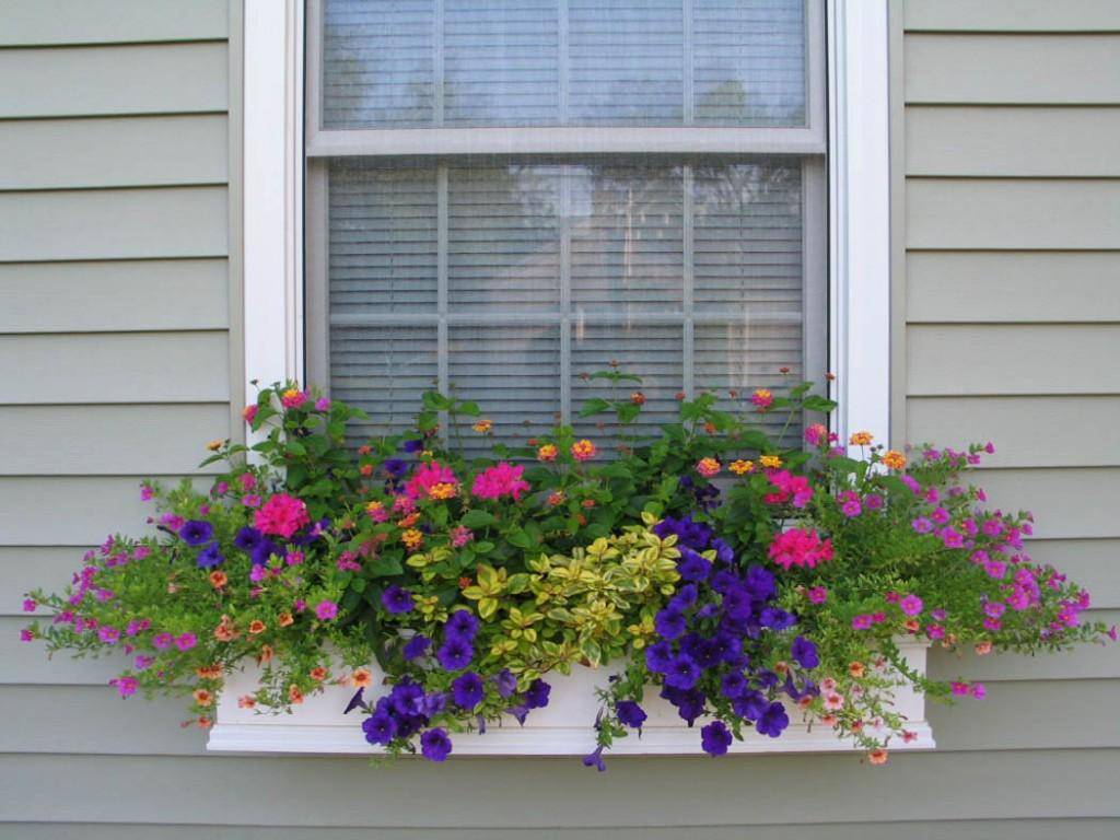 Балконные цветы – какие лучше выбрать