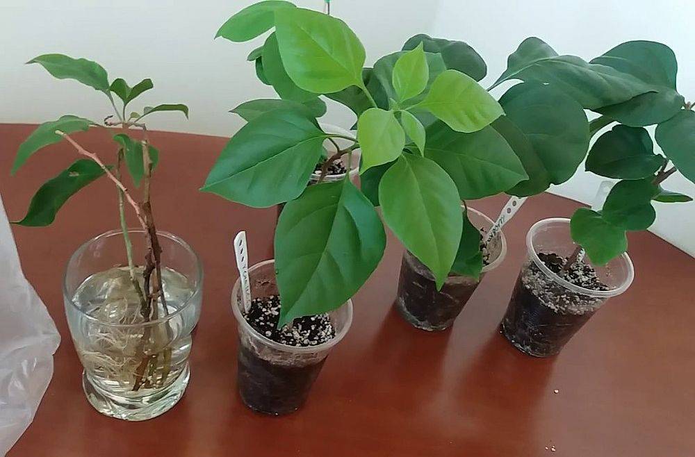 Выращивание и уход за бугенвиллией в домашних условиях | огородник