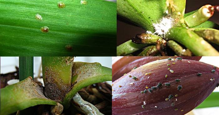 Как бороться с болезнями и вредителями на листьях орхидии
