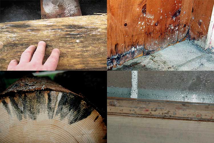 Можно ли использовать посиневшую сосновую доску. как убрать плесень с деревянных поверхностей: обзор самых эффективных методов