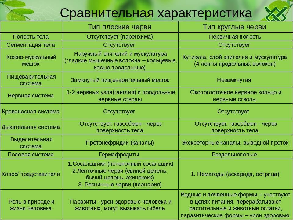 Какие органы изображены на рисунке в чем заключается их сходство и отличие к каким