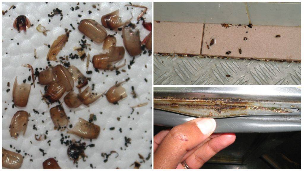 Как вывести тараканов из холодильника, микроволновки и с кухни в целом - отзывы