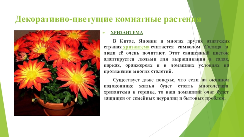 Посадка хризантем осенью: когда сажать, уход, размножение