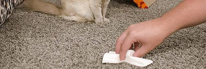 Как очистить ковёр от запаха кошачьей мочи и шерсти  | идеальный дом