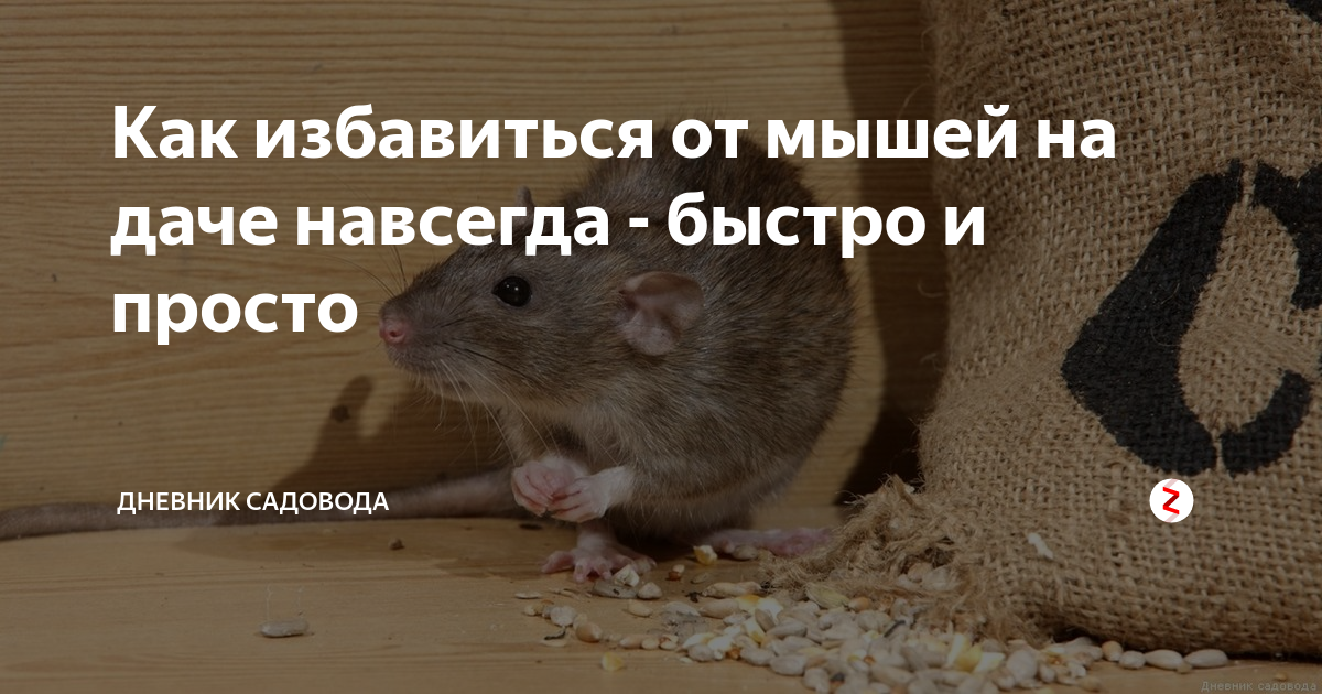 Как избавиться от мышей в частном доме навсегда: эффективные способы и средства