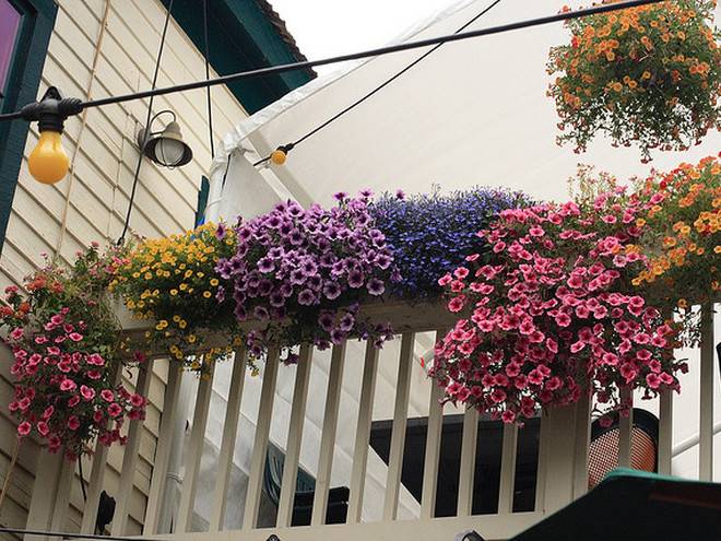 Цветы для балкона: фото и названия