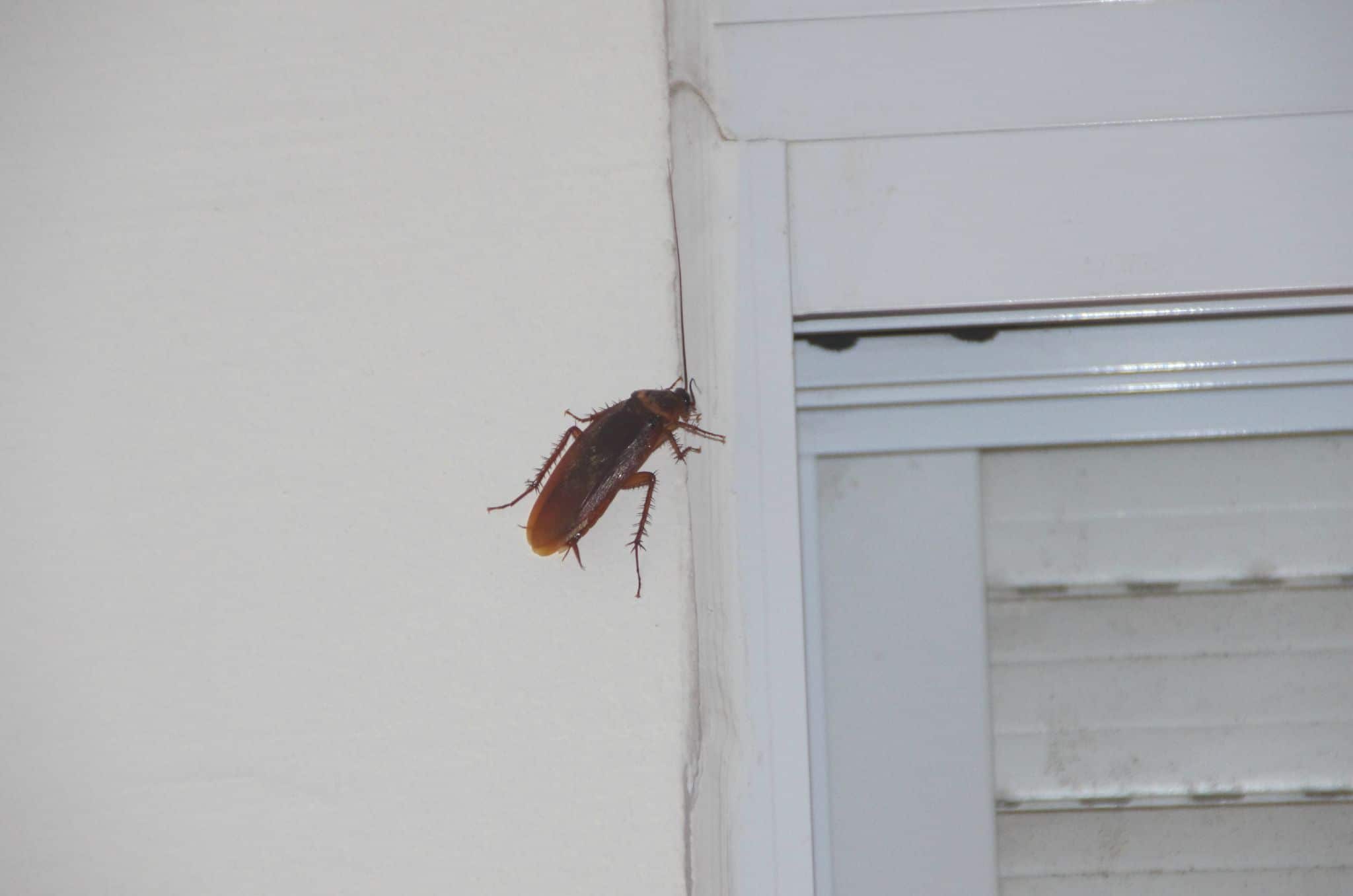 Могут ли тараканы жить в холодильнике и как их вывести оттуда