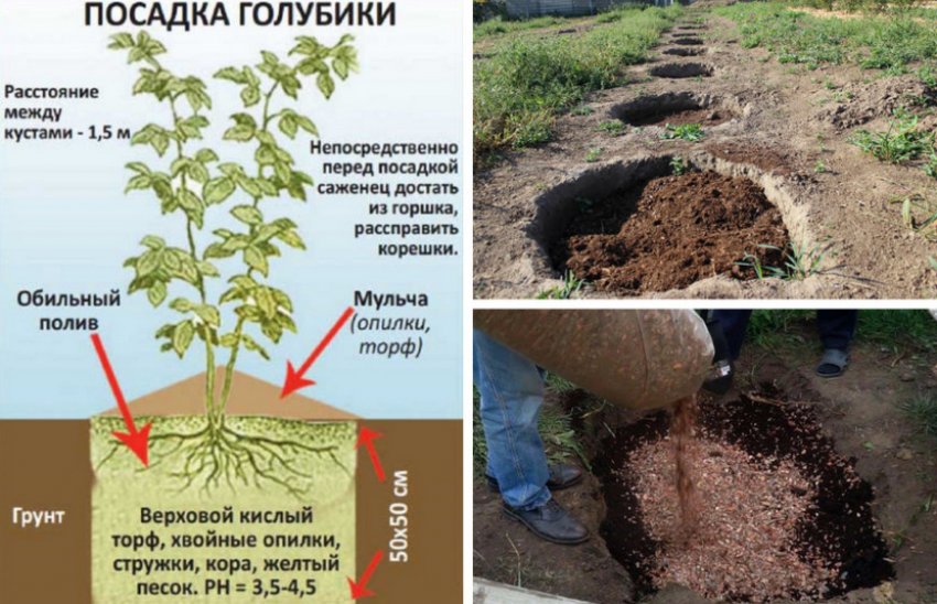 Как посеять горчицу для улучшения почвы и в качестве удобрения