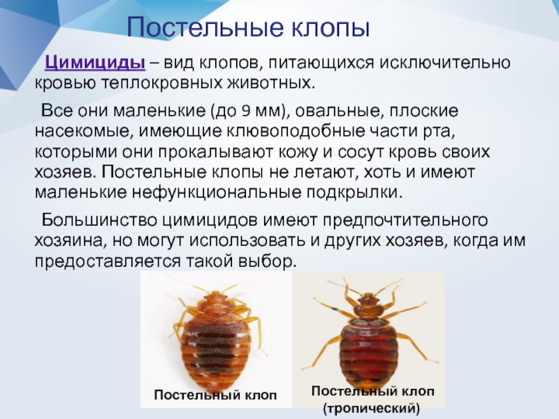 Чего боятся постельные клопы – среда обитания, как бороться с вредителями? | rvdku.ru