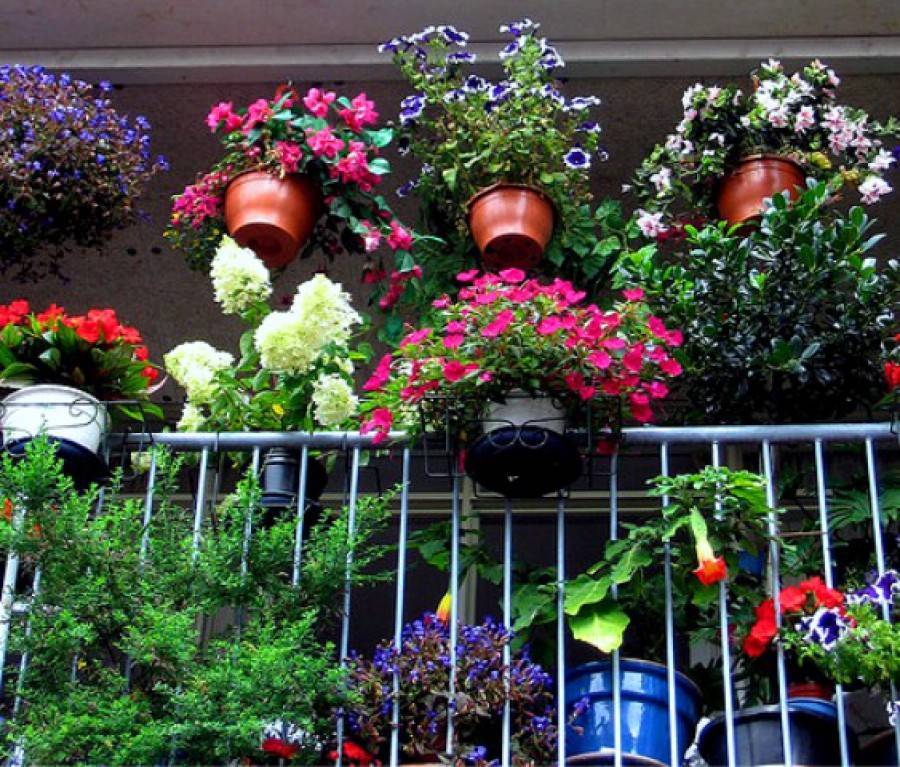 Какие цветы для балкона выбрать: идеи оформления