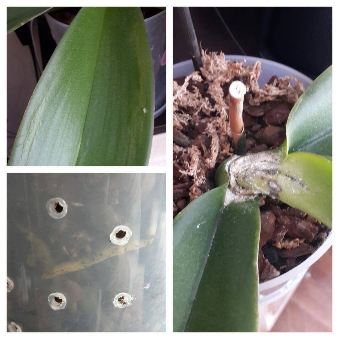 Болезни орхидей фаленопсис с фото, описанием и их лечение (вредители, липкие и вялые листья, пятна)