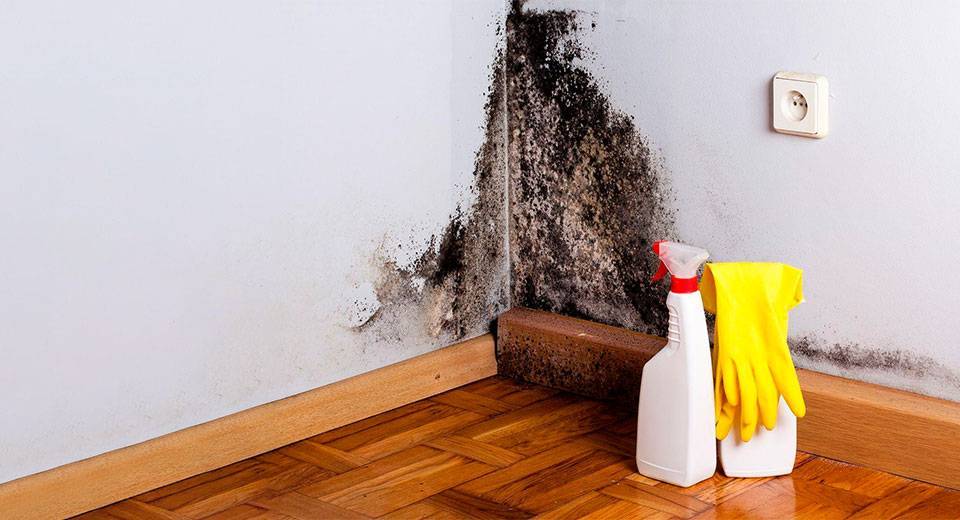 Повышенная влажность в квартире: причины появления плесени, как избавиться от сырости в комнате