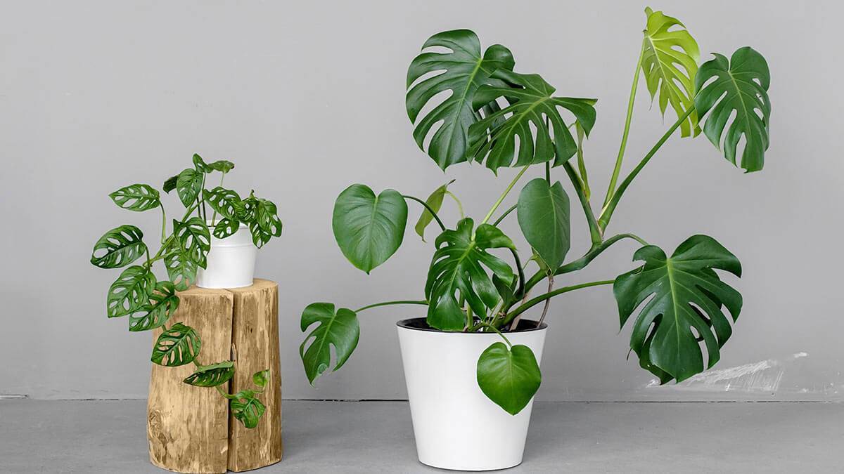 Монстера Делициоза (Monstera deliciosa)