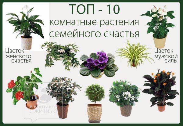 Какие цветы нельзя держать дома и почему? топ-25 опасных для здоровья растений +приметы | ( 25+ фото & видео )