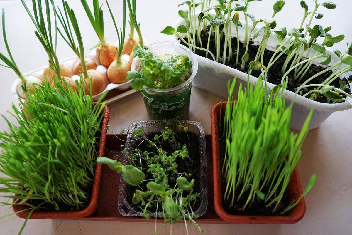 Как вырастить огород на подоконнике + лучшие культуры для выращивания