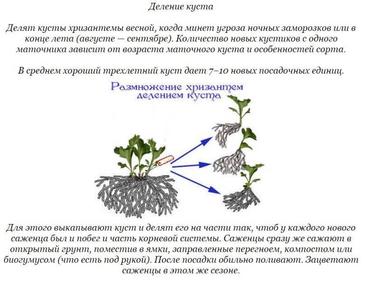 Как правильно посадить хризантему весной, на каком расстоянии сажать, подкормка