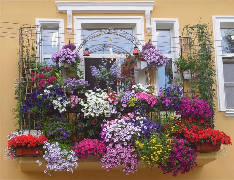 Балконные цветы: фото и названия, какие круглогодичные можно посадить и выращивать и что лучше, самая неприхотливая виола в кашпо, много- и однолетние ароматные