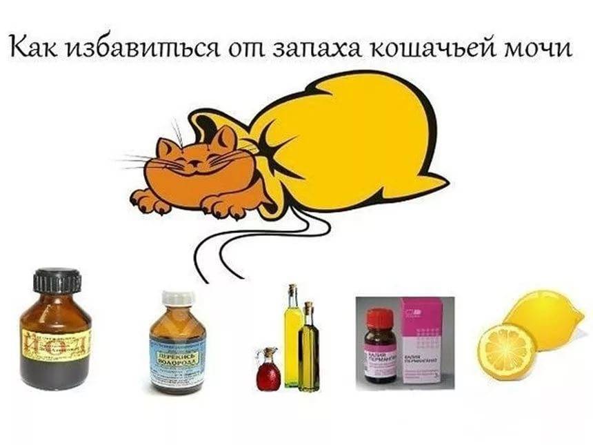 Как избавиться от запаха в доме: лучшие советы и средства | ozapahe.ru