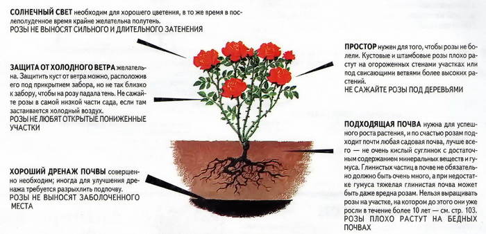 Ирисы луковичные и корневищные. описание, виды, посадка, уход. рекомендации. фото.