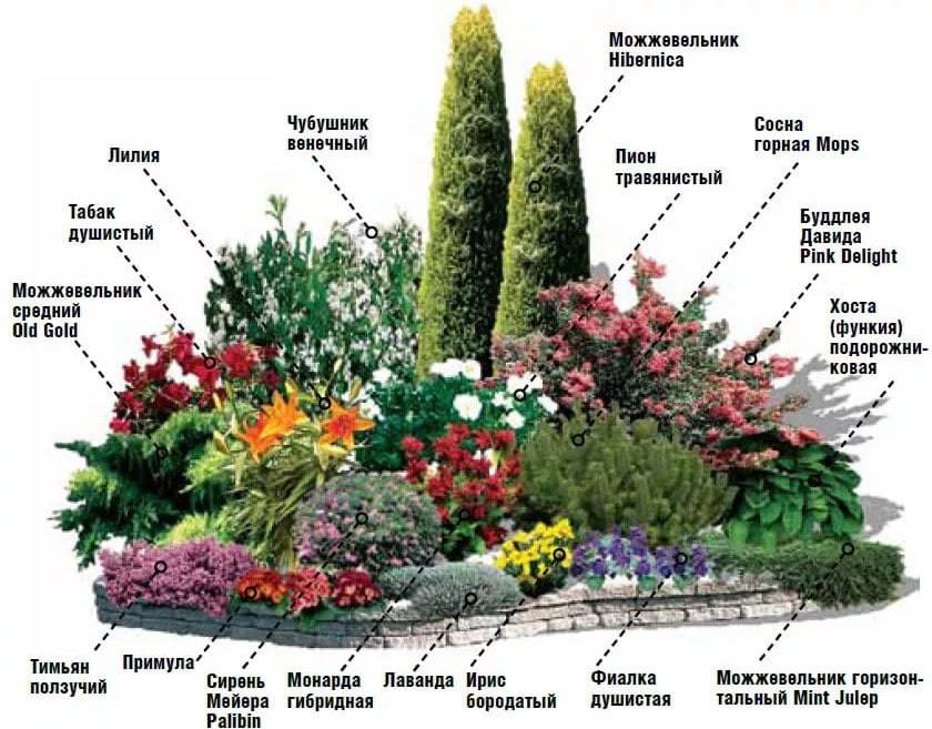Декоративные растения: 125 фото лучших видов растений и их выращивание в ландшафтном дизайне