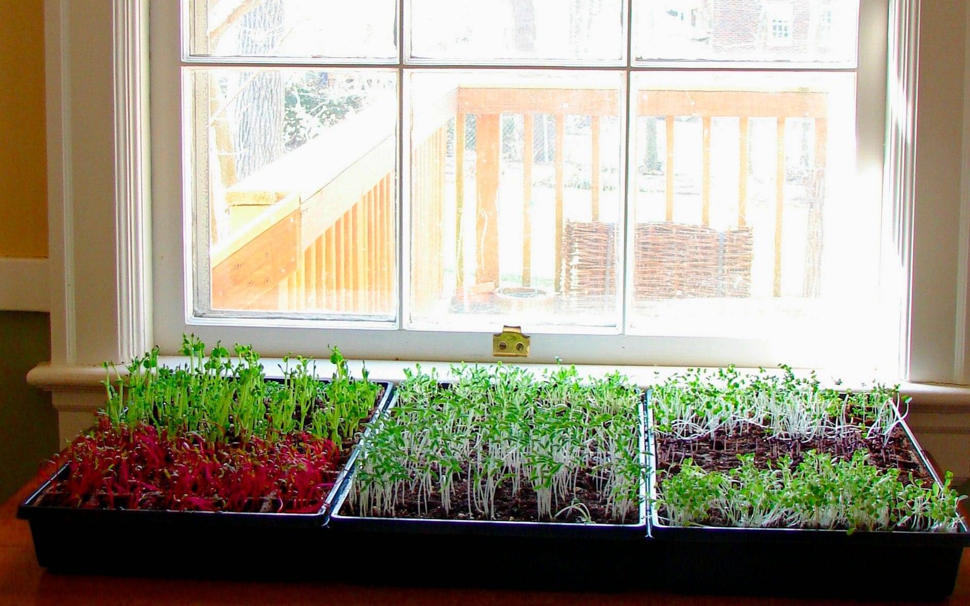 Огород на подоконнике — мифы и реальность. какие овощи и зелень можно выращивать дома и когда? фото — ботаничка