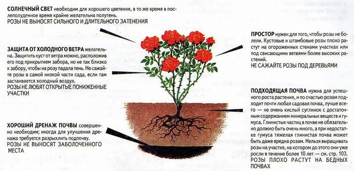 Как правильно ухаживать за хризантемами?